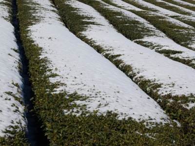 W części kraju śniegu nie wystarczy. Ryzyko dla gleb i upraw