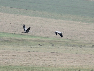 Pojawienie się tych ptaków zwiastuje wiosnę. Kiedy do nas przylecą?