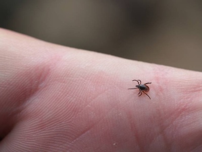 Ekspert o komarach i kleszczach. Mówi, czy sroga zima je zniszczy