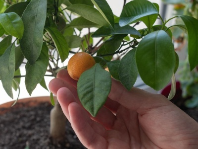 Jak wyhodować drzewko pomarańczowe z pestki? Tak unikniesz częstych błędów