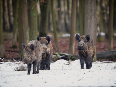W regionie piotrkowskim wciąż odnajdywane są dziki z ASF. Służby działają