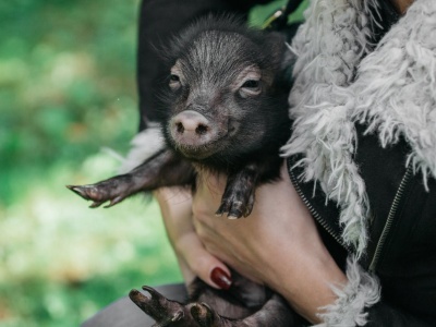 „Skąd się biorą parówki?