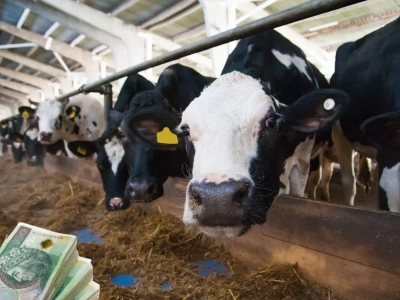 Rynek mleka 2026. Są pierwsze sygnały poprawy