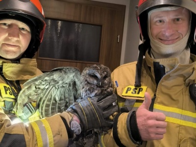 Sowa pomyliła komin z dziuplą. Aby wyciągnąć ptaka musieli interweniować strażacy