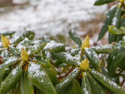 Dlaczego rododendron usycha zimą?