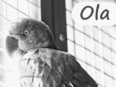 Rozpacz w warszawskiej papugarni. 