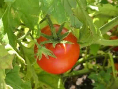 Pomidor to owoc, a nie warzywo. Dlaczego Sąd Najwyższy USA zmienił definicję?