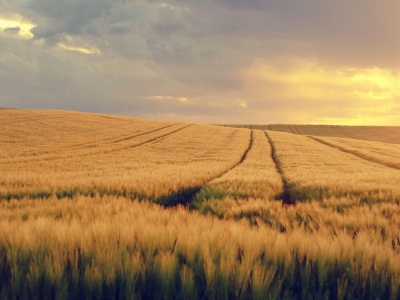 FAO: wysokie plony zbóż podtrzymują odbudowę światowych zapasów