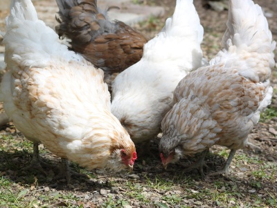 Wielkopolska pod presją HPAI. Surowe regulacje dla ferm i pracowników