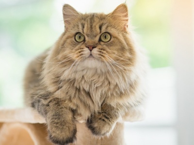 Ponad 50 kotów na 41 metrach kwadratowych. Wolontariuszka miała łzy w oczach. 