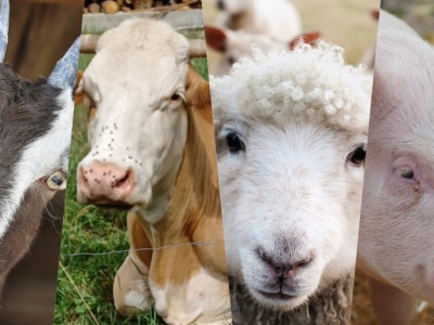 9 lutego rusza ważny nabór. Chodzi o wsparcie dla hodowców zwierząt