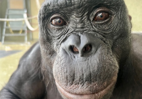 Zwierzęta nie żyją tylko tu i teraz. Dowiedziono, że mają wyobraźnię i potrafią bawić się „na niby”