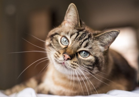 Czym można zarazić się od kota?