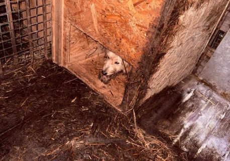 67-latka usłyszała zarzut znęcania się nad zwierzętami. Z posesji odebrano 149 psów