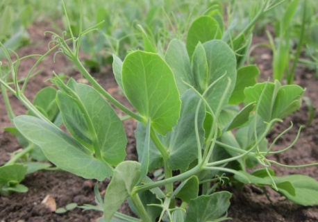 Dużo nowych odmian roślin pastewnych i soi w 2026 r. W tym groch ozimy