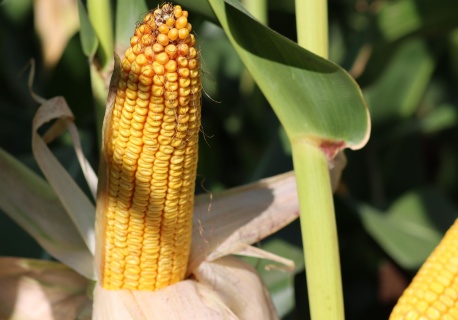 Soja i rzepak w rajdzie wzrostowym, kukurydza hamuje