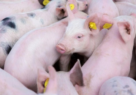 09.02.2026 Ceny sprzedaży warchlaka krajowego i importowanego: czas podwyżek