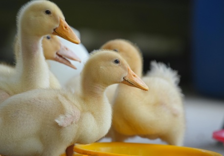 Wysoce zjadliwa grypa ptaków pod Koronowem. Nakazy i zakazy wprowadzono w powiecie bydgoskim