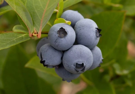 Spotkanie plantatorów borówki przed sezonem. Jakie wyzwania postawi przed branżą rok 2026?