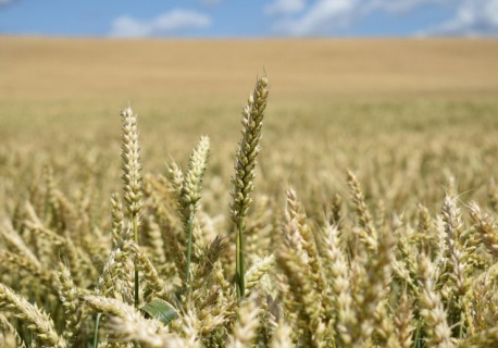 Przychody Rusagro w 2025 r. wzrosły o 16 proc.