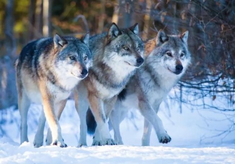 Atak wilków na Podkarpaciu. Policja potwierdza, że ranny został mężczyzna