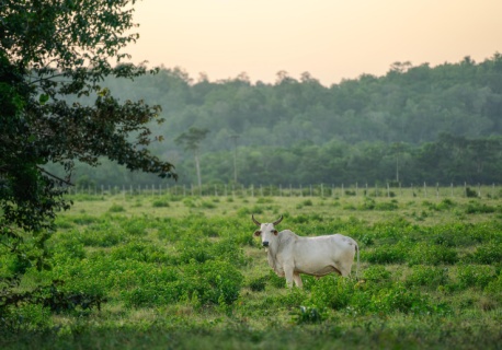 Na sprzedaż wielka farma w Paragwaju. 60 tys. hektarów i stado 49 tys. sztuk bydła