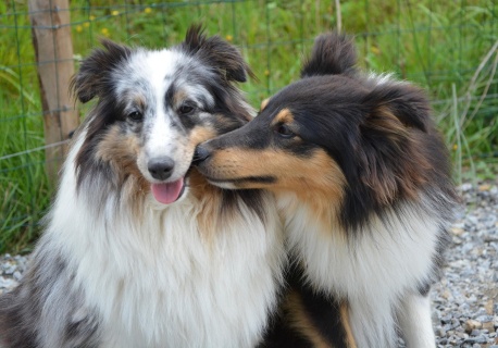 Randka w ciemno dla twojego psa? Takie rzeczy tylko w Krakowie