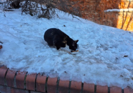 Grudziądz pomaga na cztery łapy! Wolnożyjące koty dostają budki i jedzenie