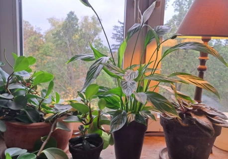 Wlewam 1 szklankę do żółknącego skrzydłokwiatu. Po 3 tygodniach wypuszcza kwiat za kwiatem