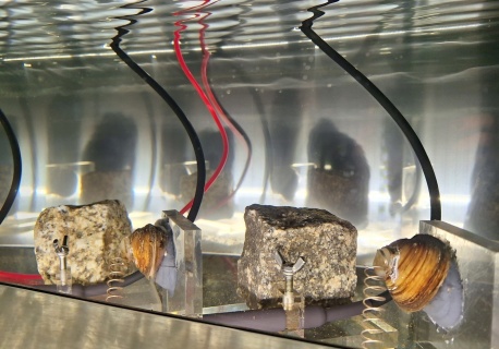 Małże pilnują elbląskiej wody