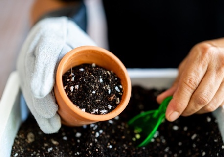 Zdobi ogród aż do jesieni. Nie przegap terminu jej wysiewu