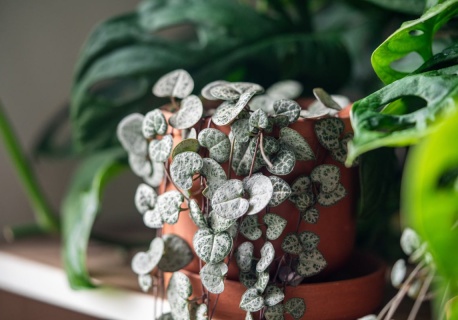 Najpiękniejsza roślina na walentynki. Tworzy kaskady uroczych 