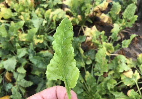 Czy szroniec zajączek wymarznie? Nowy wektor chorób buraka coraz groźniejszy