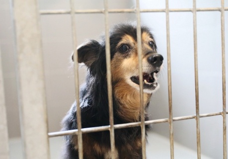 Zamiast Barosa Tulimy Łapki. W Suchedniowie powstaje nowe schronisko