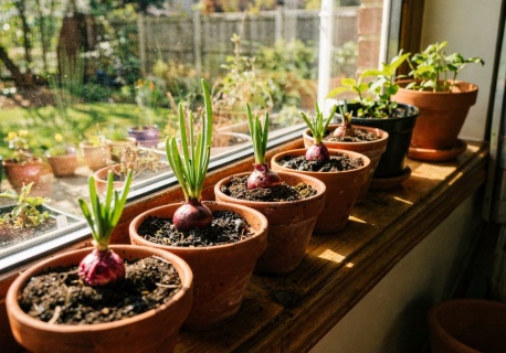 Cebula nie potrzebuje grządki. Metoda z donicą zaskakuje. Mało miejsca, a plon konkretny