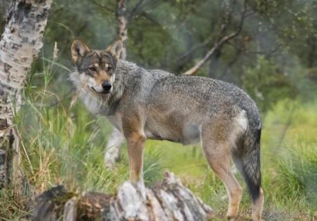 Wilki zaatakowały człowieka. Mieszkaniec Podkarpacia trafił do szpitala