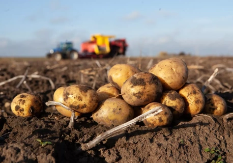 Ukraina rzuciła się na ziemniaki z Polski. Import eksplodował w jednym sezonie