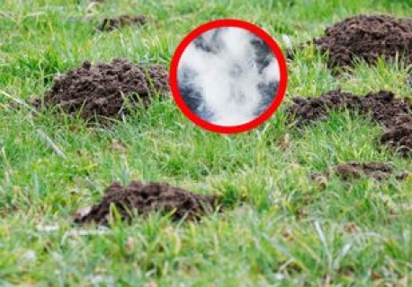 Uformuj kulkę i wrzuć do kopca. Tak szybko pozbędziesz się kretów