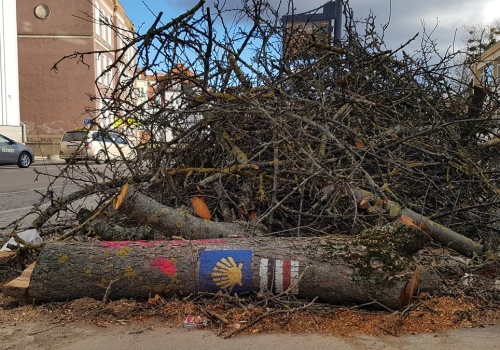 1 340 drzew zostanie wyciętych w Olsztynie. Prezydent Szewczyk tłumaczy decyzję