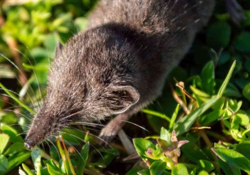 Odkryto najmniejszego drapieżnika. Waży tyle, co kostka cukru