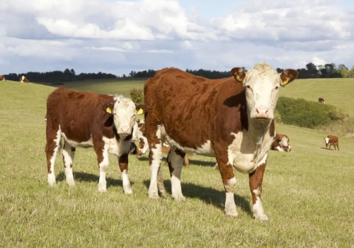 Ceny bydła 10.02.2026: brakuje byków, ale nie każda ubojnia daje więcej