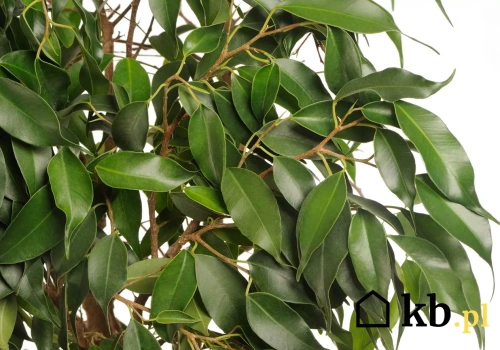 Te rośliny doniczkowe przetrwają niemal wszystko. Są idealne dla zapracowanych