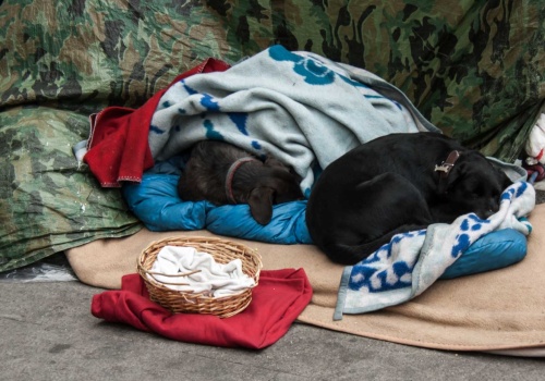 Noclegownie powinny przyjmować bezdomnych z psami przez cały rok