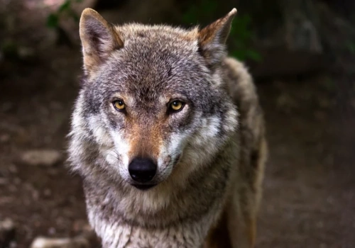 Pojawiły się wilki. Postępuj ostrożnie, ale nie panikuj!