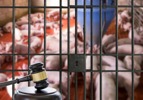 Hodowcy trzody chlewnej z Opolskiego skazani na więzienie za odór z chlewni. Szokujący wyrok!