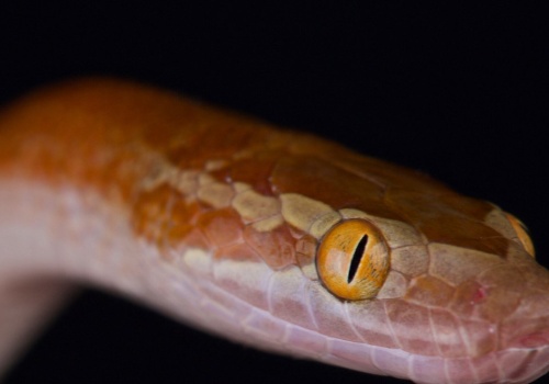 Wijący się gość z Afryki w łazience. Mieszkaniec Łodzi musiał wezwać służby