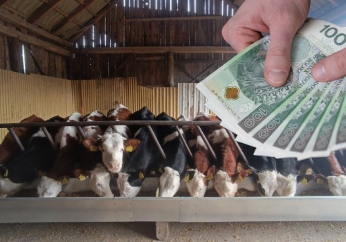 Dopłaty do ubezpieczeń zwierząt. Do kiedy złożyć wniosek?