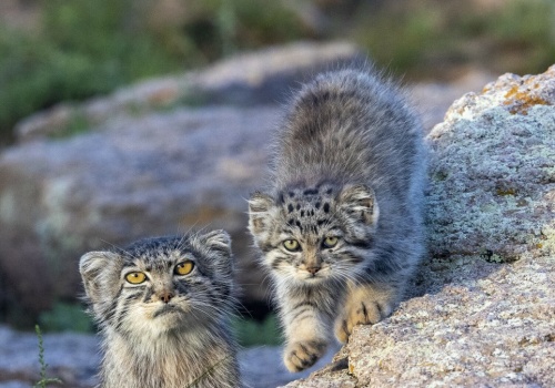 Krewniak kotka wyróżniony w stołecznym zoo. Samica jest prawdziwą gwiazdą
