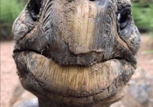 Oto Jonathan – najstarsze zwierzę lądowe na Ziemi