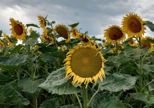 Ile kosztuje materiał siewny słonecznika? Na jakie odmiany postawić?